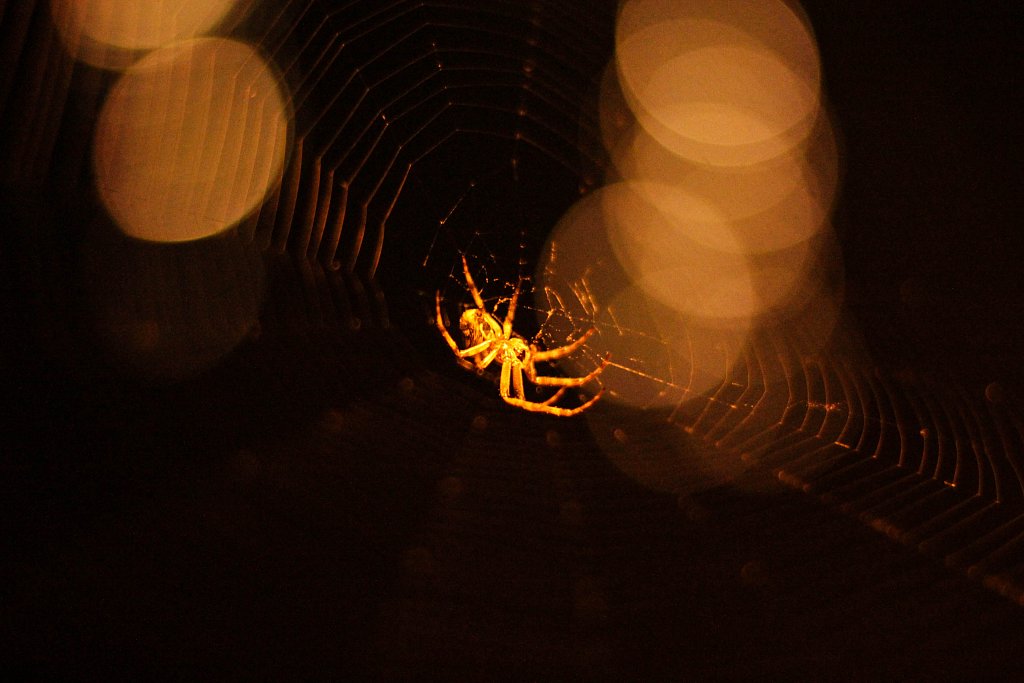 Spider