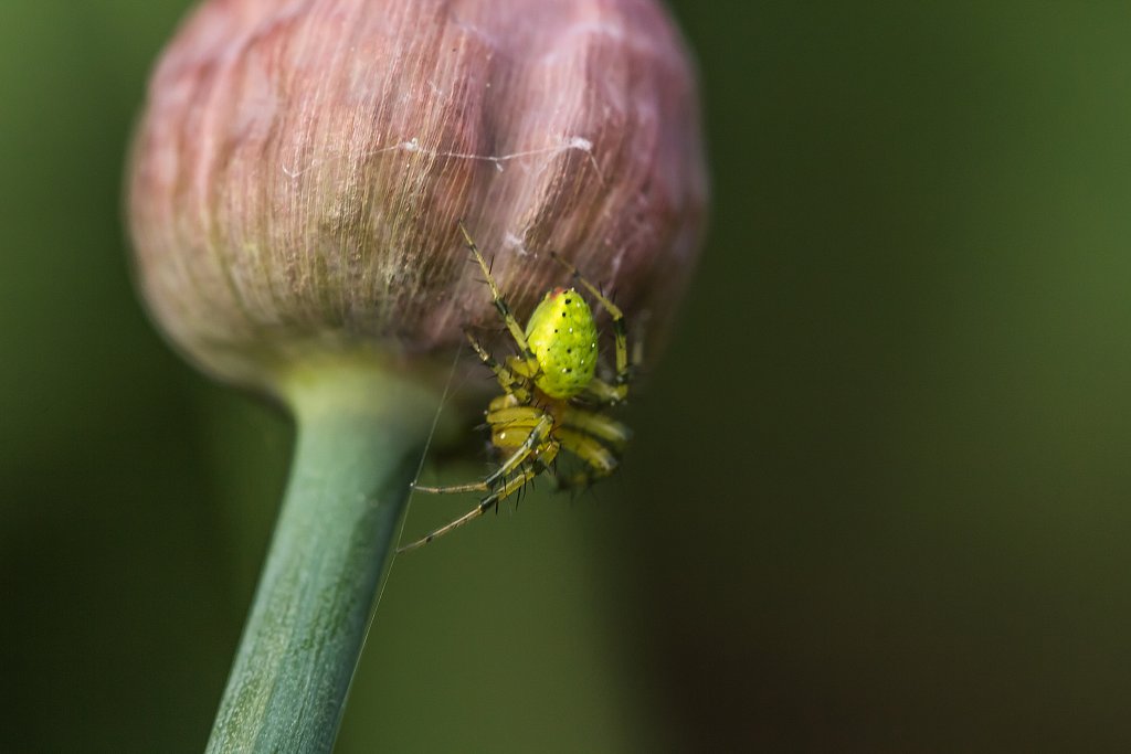 Of onion blossoms and spiders